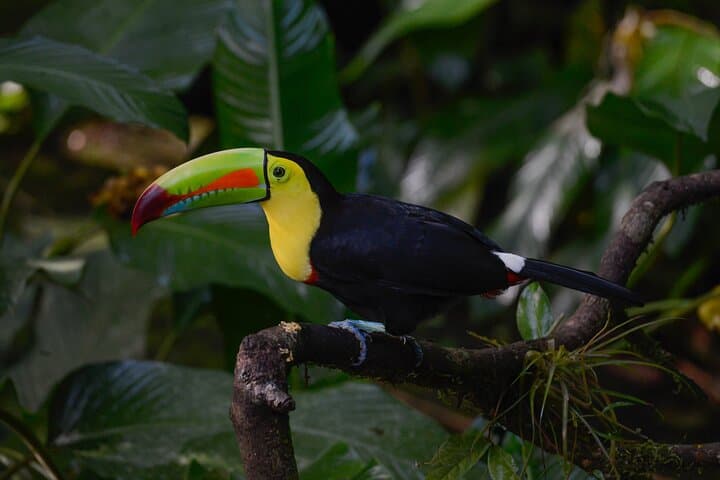 Sky Gondola Through Veragua Rainforest: Canopy Tram, Trails & Puma Waterfall photo 4