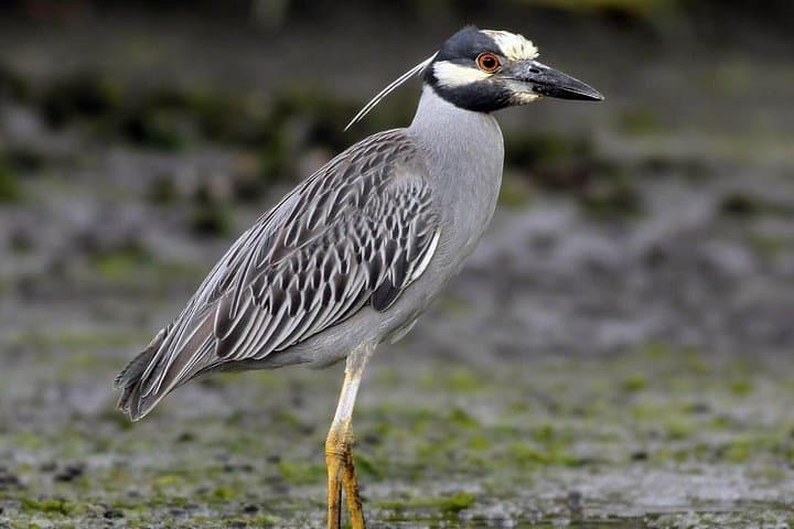 Private Tamarindo Estuary Boat Tour: Sunset Mangrove Wildlife Cruise photo 4