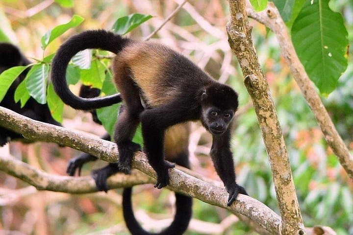 Private Tamarindo Estuary Boat Tour: Sunset Mangrove Wildlife Cruise photo 3