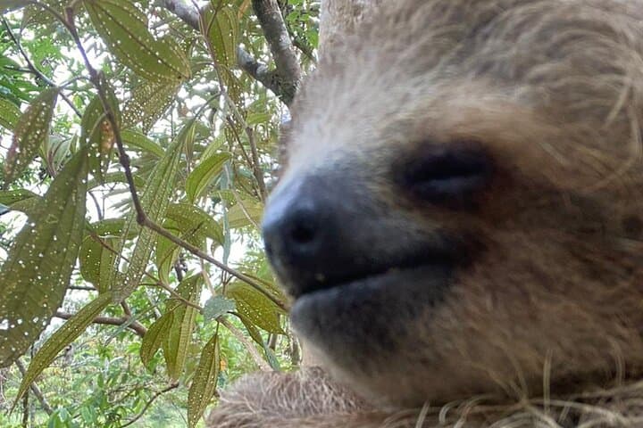 Corobicí River Float & Sloth Encounter — Tropical Wonders Day Tour from Liberia photo 3