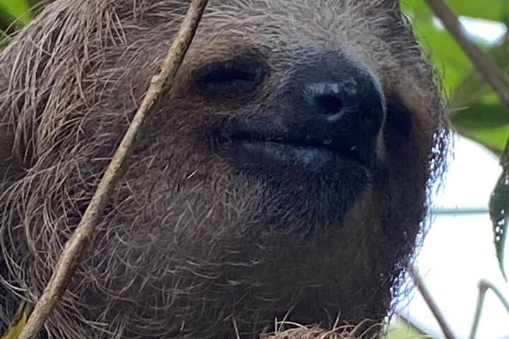 Corobicí River Float & Sloth Encounter — Tropical Wonders Day Tour from Liberia photo 4