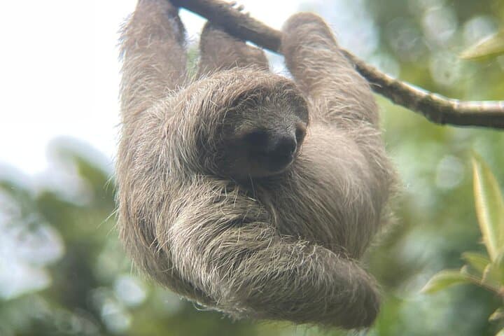 Corobicí River Float & Sloth Encounter — Tropical Wonders Day Tour from Liberia photo 6