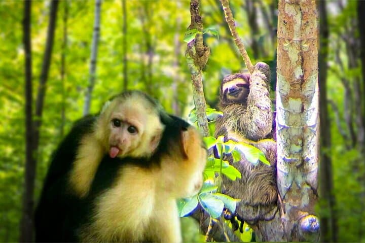 Panama Monkey and Sloth Jungle Habitat Tour on Gatun Lake