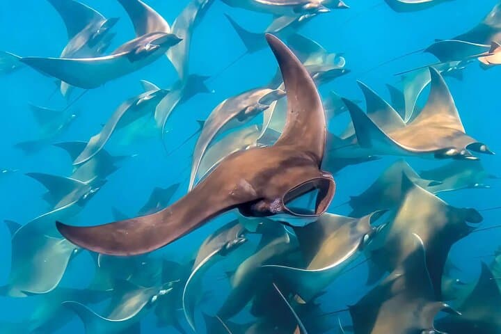 Snorkel Mobula Rays in La Ventana Bay — Super VIP Marine Safari from La Paz