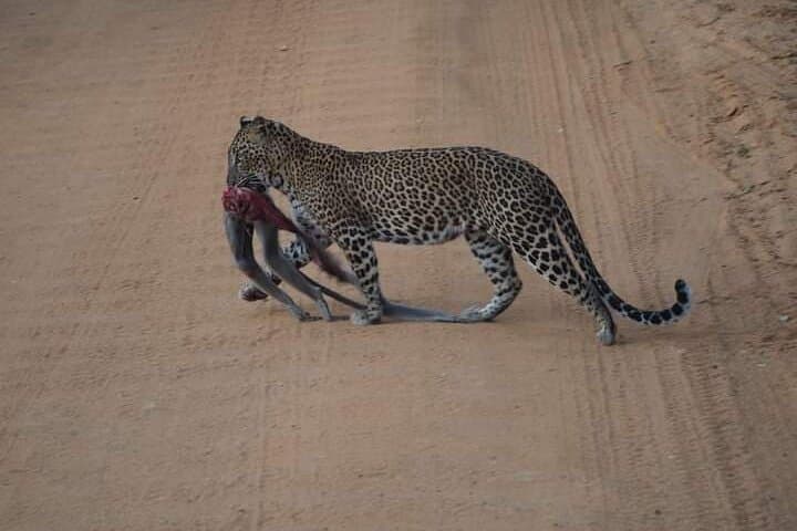 Private Yala Safari: Full or Half-Day Leopard Tour in Yala National Park photo 2
