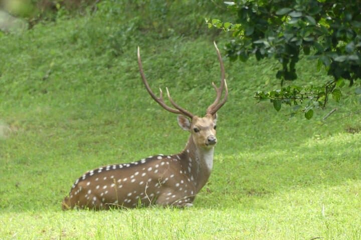 Private Yala Safari: Full or Half-Day Leopard Tour in Yala National Park photo 4