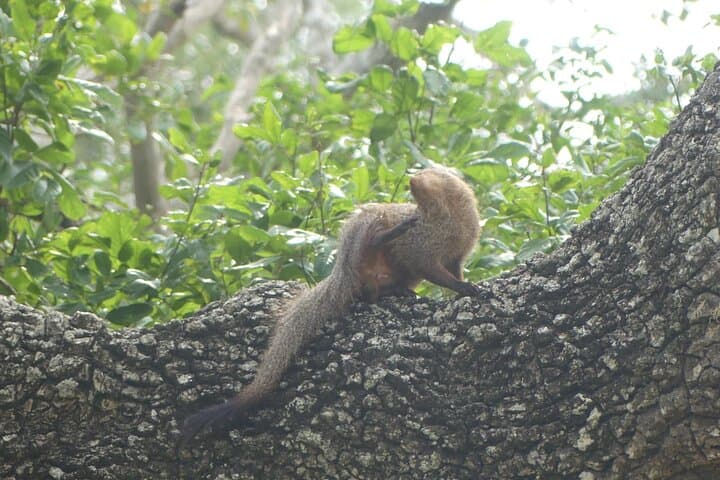 Private Yala Safari: Full or Half-Day Leopard Tour in Yala National Park photo 5