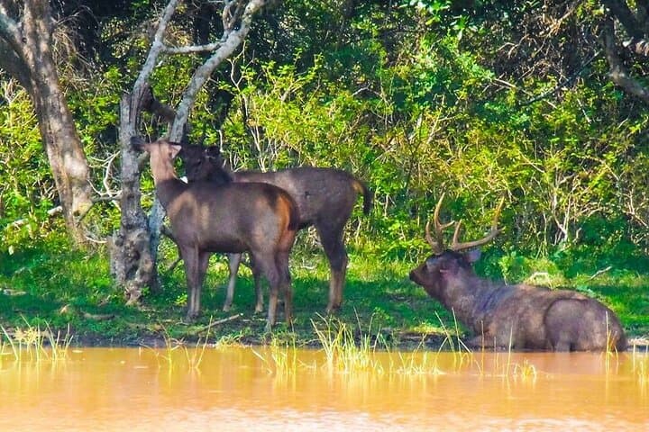 Private Yala Safari: Full or Half-Day Leopard Tour in Yala National Park photo 6