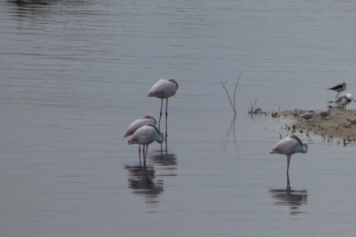 Port Saplaya and Albufera Day Trip from Valencia: Boat Ride, Dunes & Authentic Paella photo 2