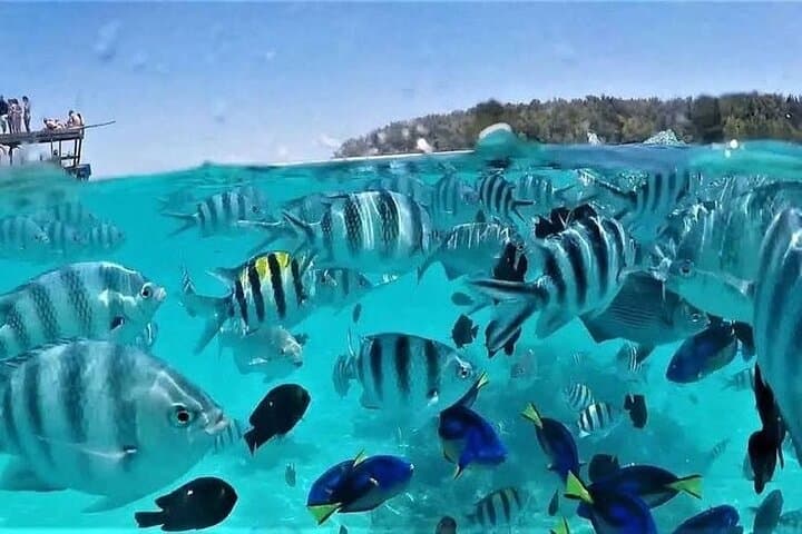 Mnemba Island Dolphin & Snorkel Day Trip from Nungwi photo 2