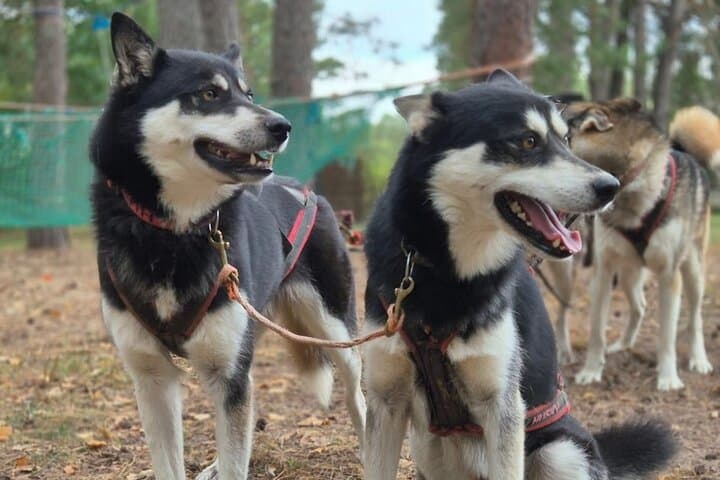 Husky Trekking Near Vilnius: Forest Walks with Sled Dogs in a Natural Park