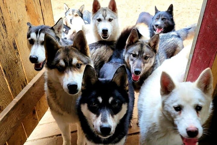 Husky Trekking Near Vilnius: Forest Walks with Sled Dogs in a Natural Park photo 4