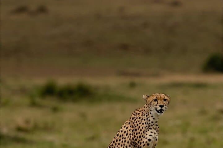 Maasai Mara Overnight Safari: Big Five and Mara River Picnic from Nairobi photo 3