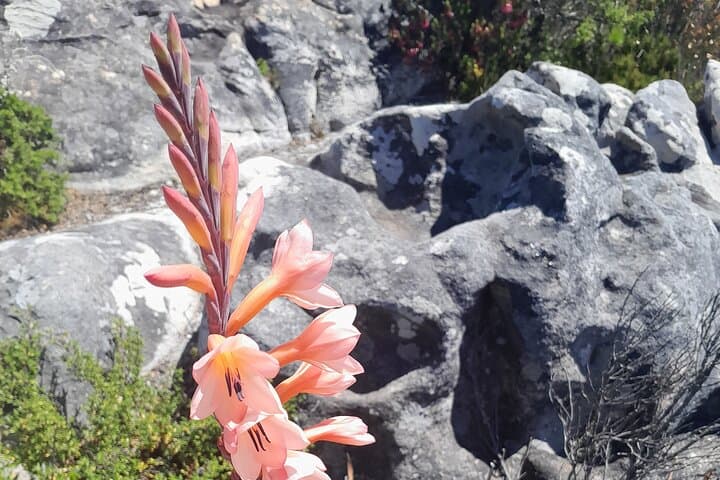 Private Cape Town Heritage Tour — Robben Island, Table Mountain & Kirstenbosch Guide photo 5