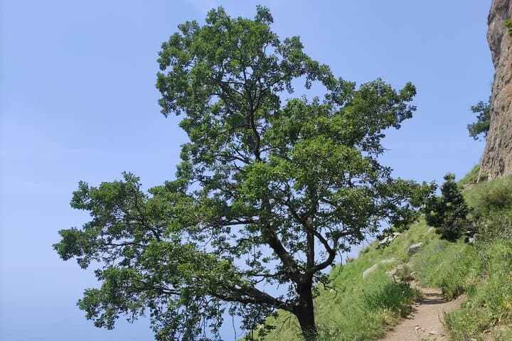 Path of the Gods Guided Trek: Amalfi Coast Sea-View Hiking Experience photo 2