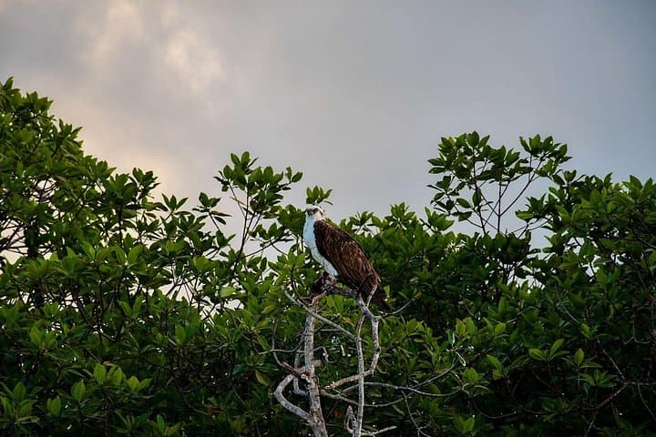 Sunset Boat Tour in Sian Ka'an — Manatees, Mangroves & Mayan Ruins photo 2
