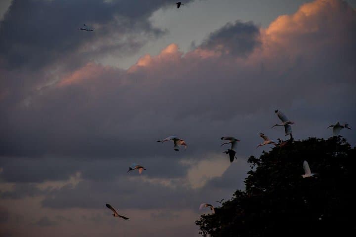 Sunset Boat Tour in Sian Ka'an — Manatees, Mangroves & Mayan Ruins photo 3
