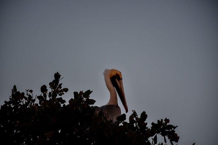 Sunset Boat Tour in Sian Ka'an — Manatees, Mangroves & Mayan Ruins photo 4