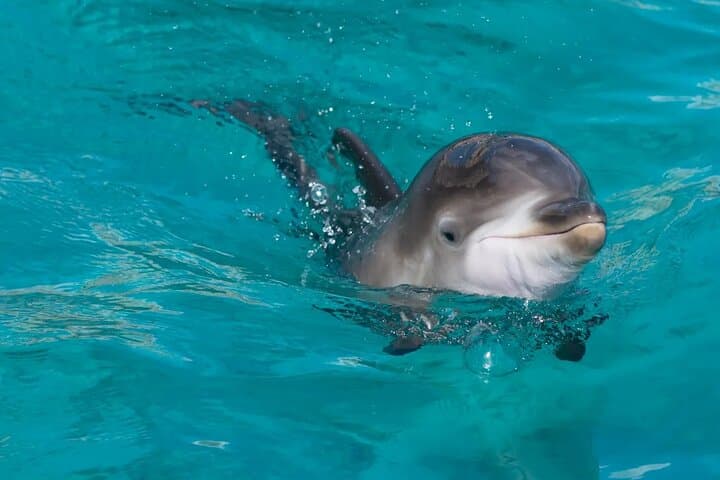 Swim with Dolphins in Sharm El Sheikh: 30-Minute Red Sea Encounter with Transfer photo 4