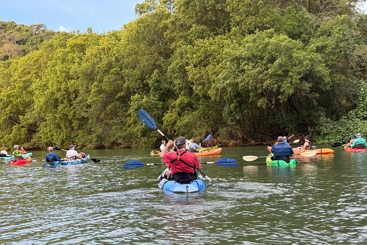 Mangrove River Kayak Tour Samara and Carrillo — Río Ora Wildlife Paddle