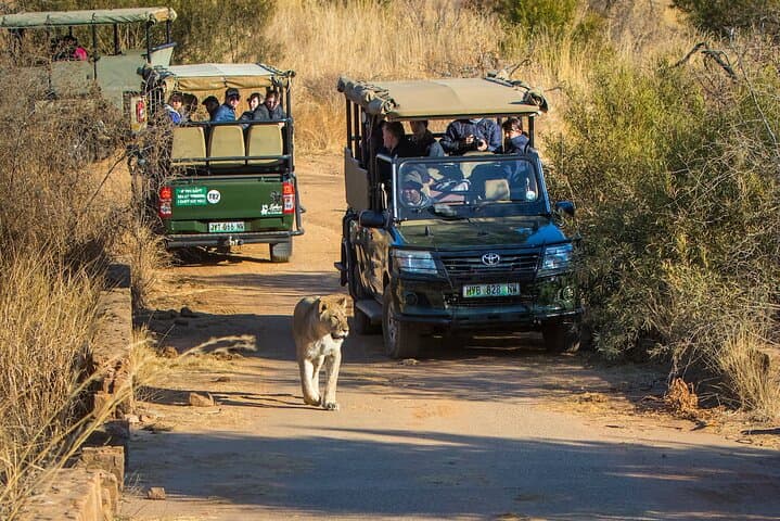 4-Day Pilanesberg Safari at Ivory Tree Game Lodge — Big Five Safari Near Johannesburg photo 4