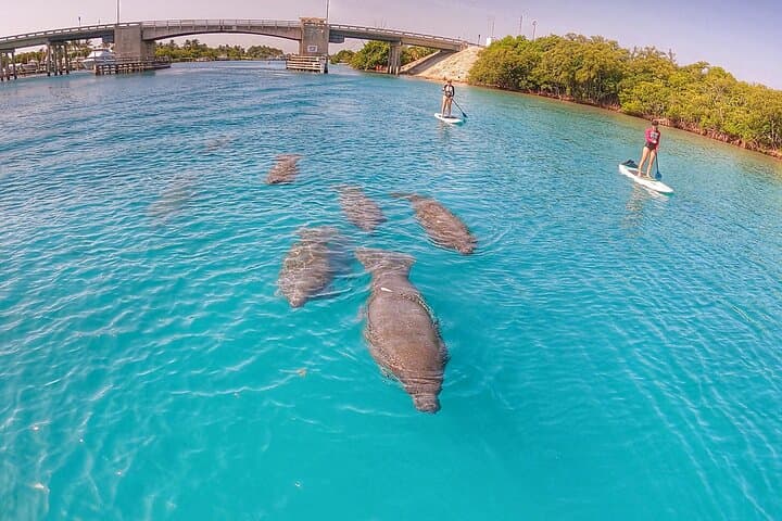 Paddle Jupiter Island: Private Guided Paddle Boarding Tour on the Indian River Lagoon photo 2