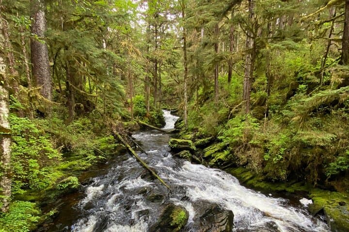Ketchikan Rainforest & Beach Wildlife Walk: Lunch Creek Falls to Coastal Cove photo 3