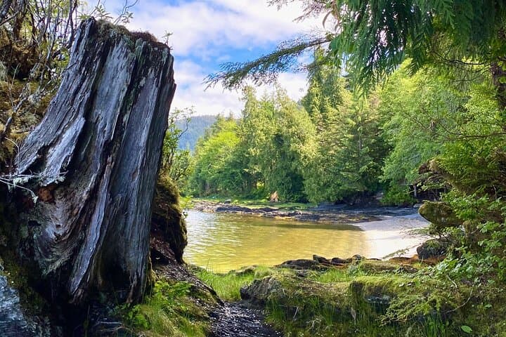 Ketchikan Rainforest & Beach Wildlife Walk: Lunch Creek Falls to Coastal Cove photo 4