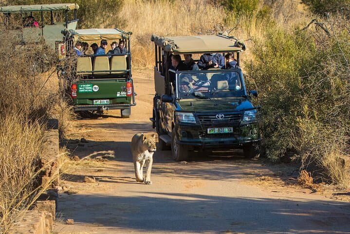 3-Day Pilanesberg Safari at Ivory Tree Game Lodge — Big Five Game Drives