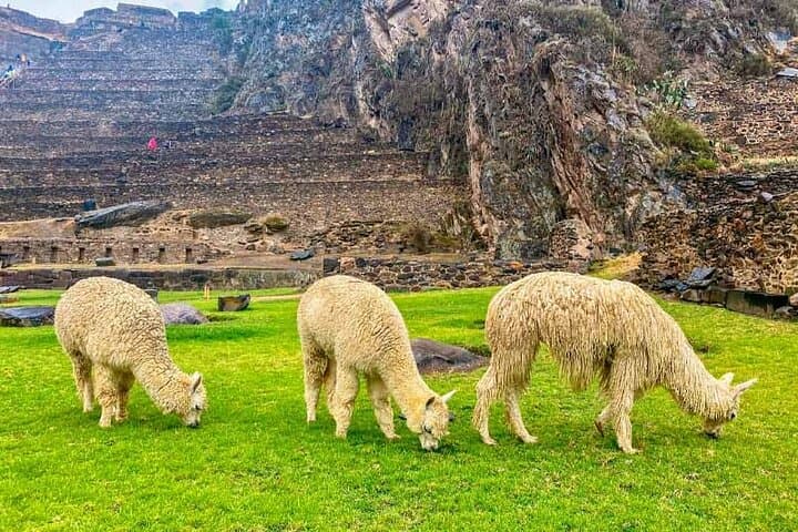 Sacred Valley VIP Full-Day Tour: Moray, Maras, Ollantaytambo & Pisac photo 5