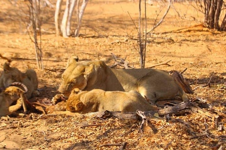 Full-Day Chobe National Park Safari: Boat Cruise and Game Drive from Livingstone