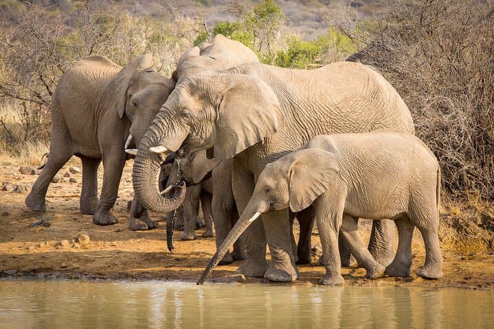 Luxury 4-Day Pilanesberg Safari at Shepherd's Tree Game Lodge photo 6