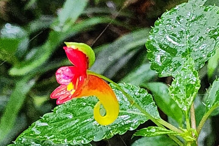 Mount Kilimanjaro Day Hike to Mandara Hut — Marangu Route Rainforest Trek