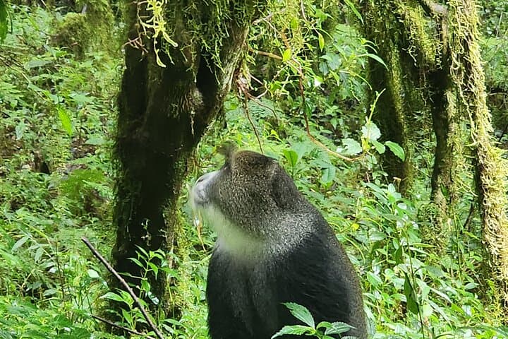 Mount Kilimanjaro Day Hike to Mandara Hut — Marangu Route Rainforest Trek photo 3