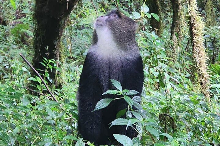 Mount Kilimanjaro Day Hike to Mandara Hut — Marangu Route Rainforest Trek photo 4