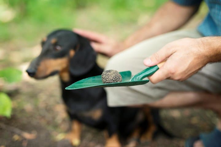 Guided Truffle Hunting Tour from Ljubljana — Istria Truffle Search & Tasting photo 3