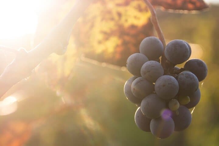 Lake Country Casual Experience: Okanagan Wine Tour Along Okanagan and Kalamalka Lakes photo 2