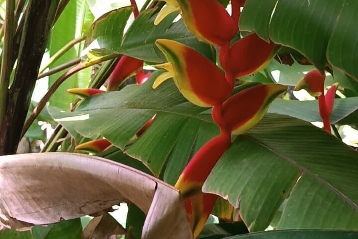 Half-Day Private Island Adventure in Grenada: Chocolate, Grand Etang & Adelphi Falls photo 4