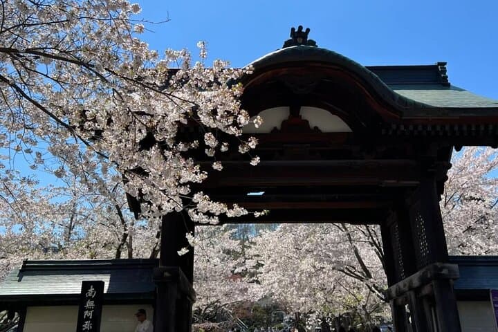 Sapporo Cherry Blossom Private Sightseeing Tour — Best Sakura Spots & Practical Guide