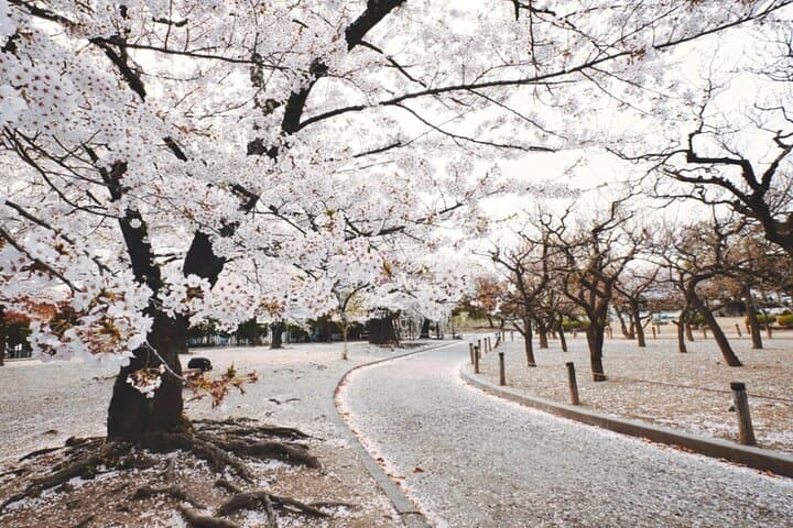 Sapporo Cherry Blossom Private Sightseeing Tour — Best Sakura Spots & Practical Guide photo 3