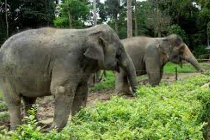 Up Close with Giants: Full-Day Kuala Gandah Elephant Sanctuary Tour from Kuala Lumpur