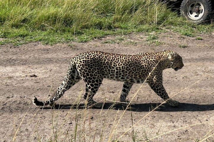 Full-Day Amboseli Safari from Nairobi: Elephants, Kilimanjaro Views & Game Drives photo 3