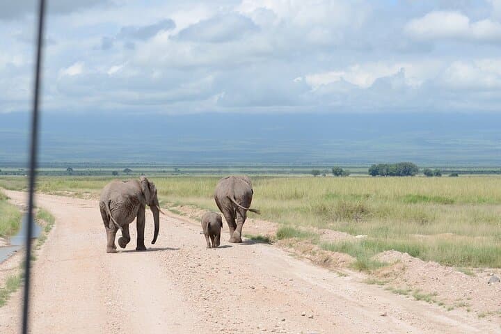 Full-Day Amboseli Safari from Nairobi: Elephants, Kilimanjaro Views & Game Drives photo 5