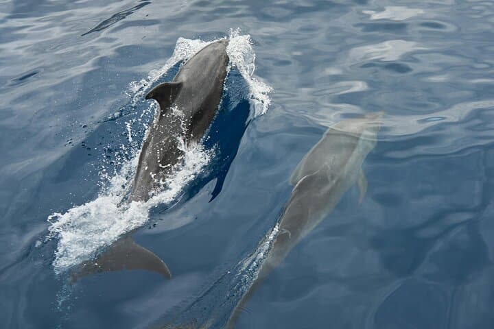 Puerto Banús Private Yacht Charter: 15m Gerard Yacht with Drinks, Snorkel & Dolphin Watching photo 4