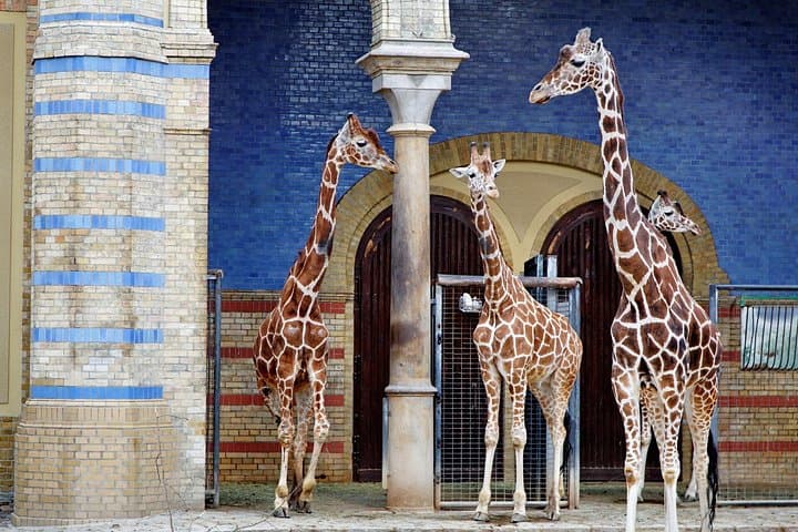 Skip-the-Line Berlin Zoo: Private Transport and 5-Hour Wildlife Day Trip photo 2