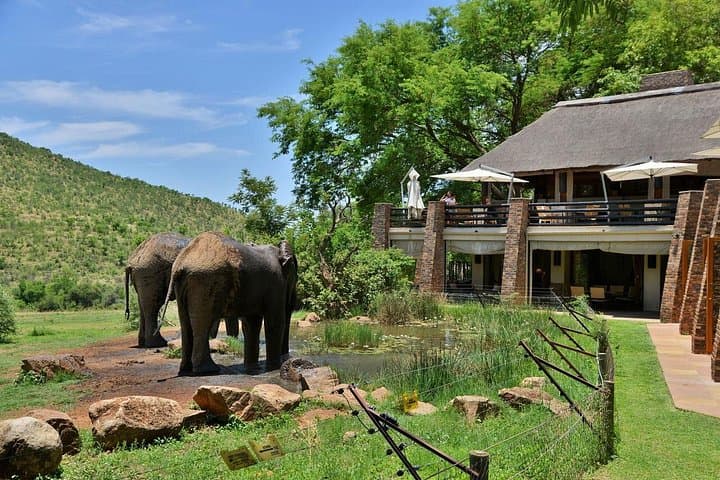 2-Day Pilanesberg Safari at Kwa Maritane Lodge — Big Five in a Volcanic Crater