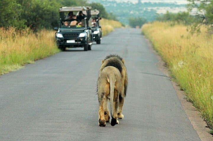 4-Day Pilanesberg Safari at Kwa Maritane Lodge — Big Five Game Drives & Underground Hide photo 2