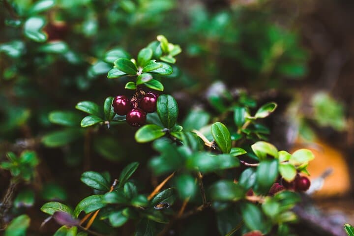Rovaniemi Summer Foraging: Berry & Mushroom Picking in Lapland