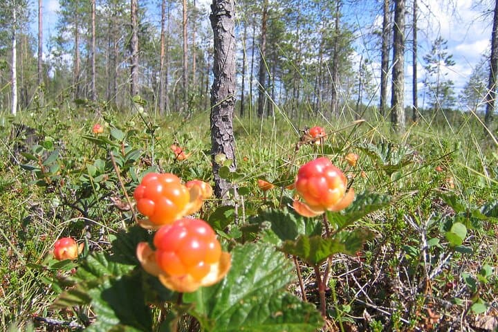 Rovaniemi Summer Foraging: Berry & Mushroom Picking in Lapland photo 2
