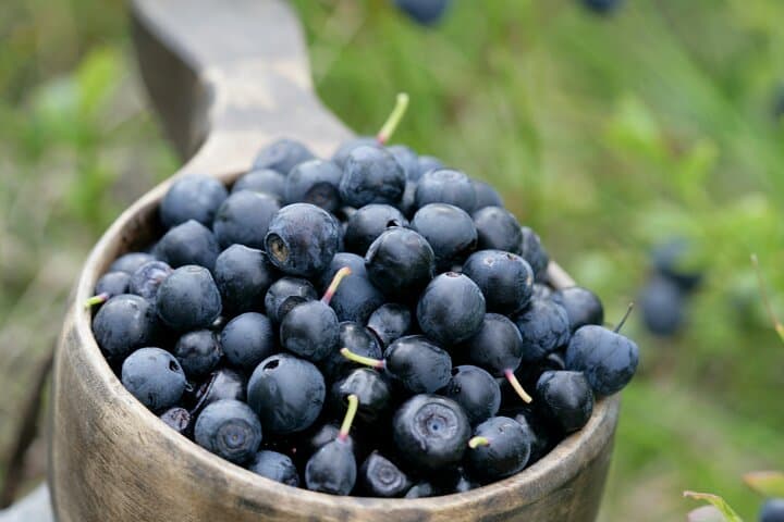 Rovaniemi Summer Foraging: Berry & Mushroom Picking in Lapland photo 3